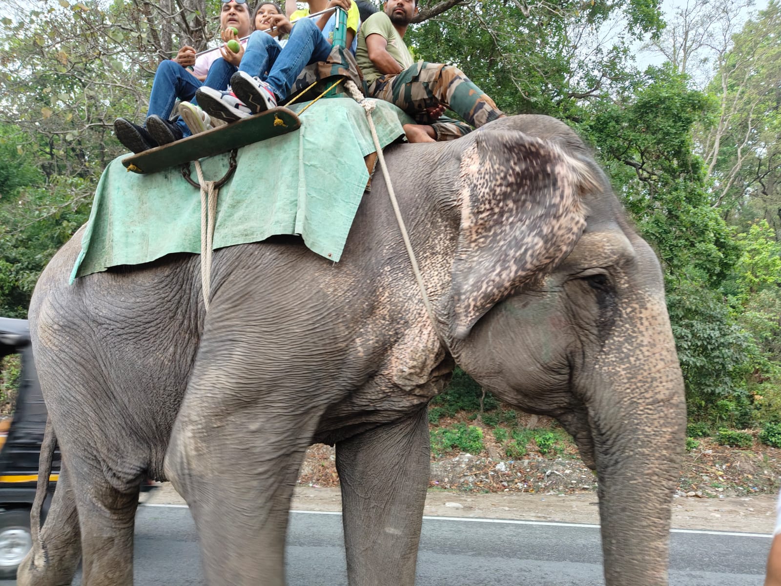 Elephant Safari