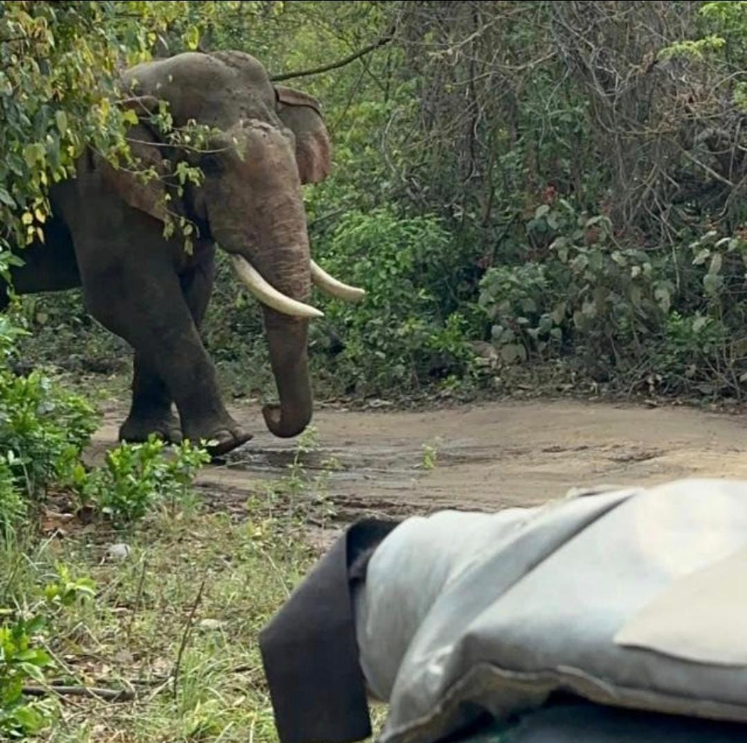 Asian Elephant