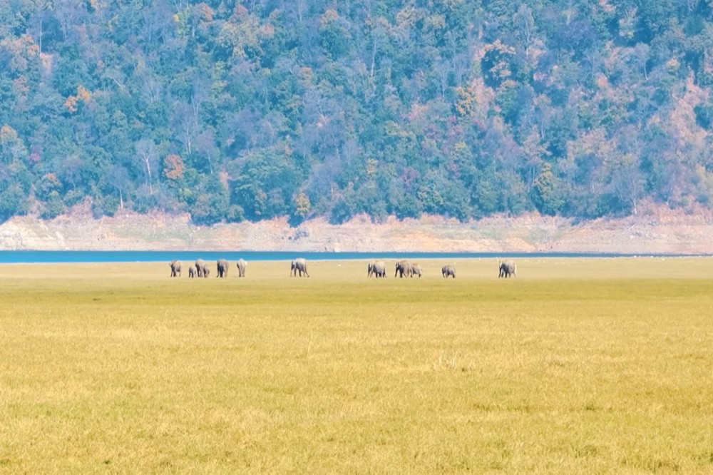 Corbett Grassland
