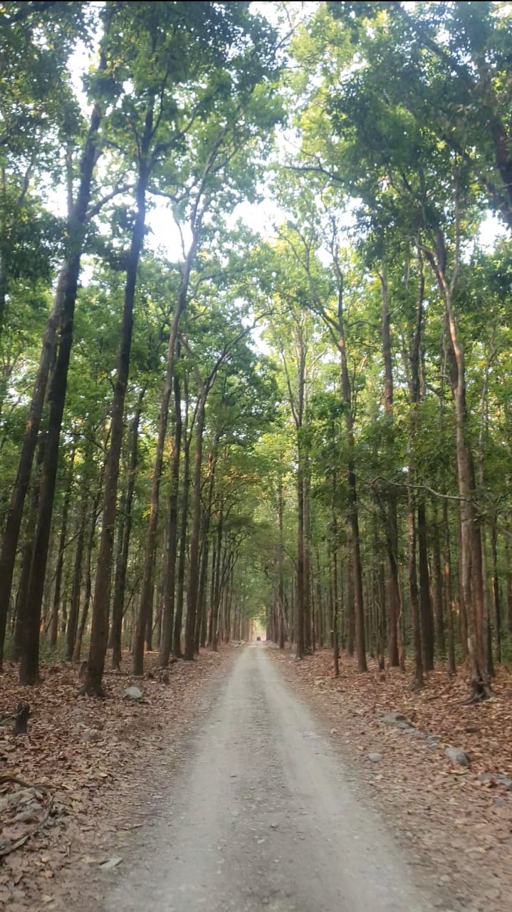 Sal Tree in Jim Corbett