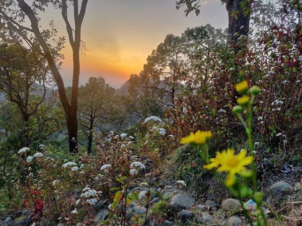 Wild Flowers Corbett
